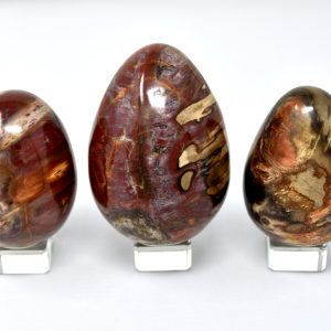 Petrified Wood Egg
