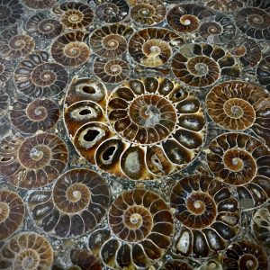 Ammonite Fossil Tabletop