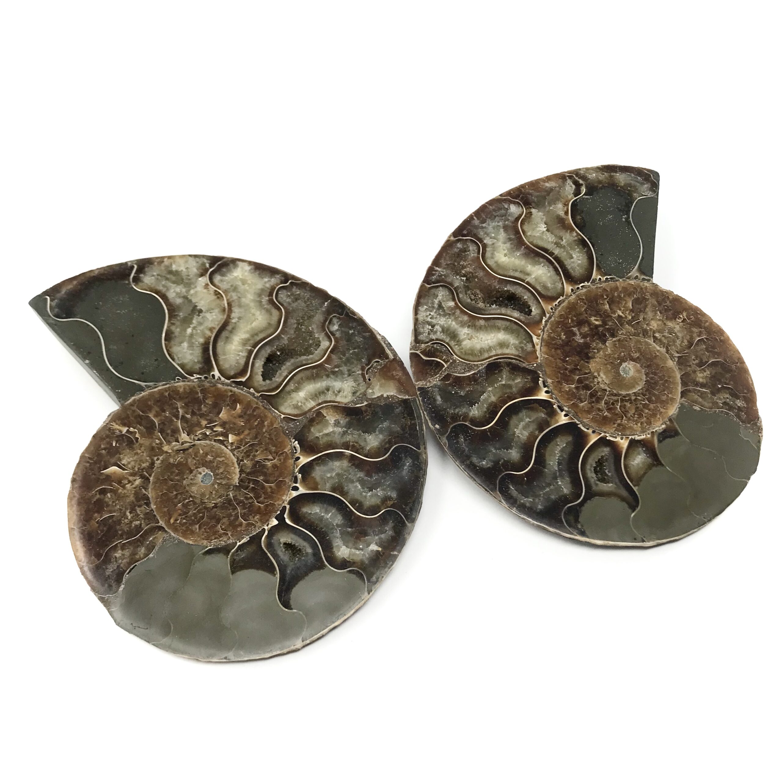 Ammonite Fossil Polished Pair