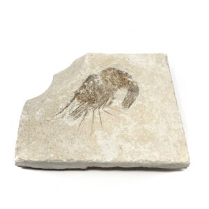 Shrimp Fossil
