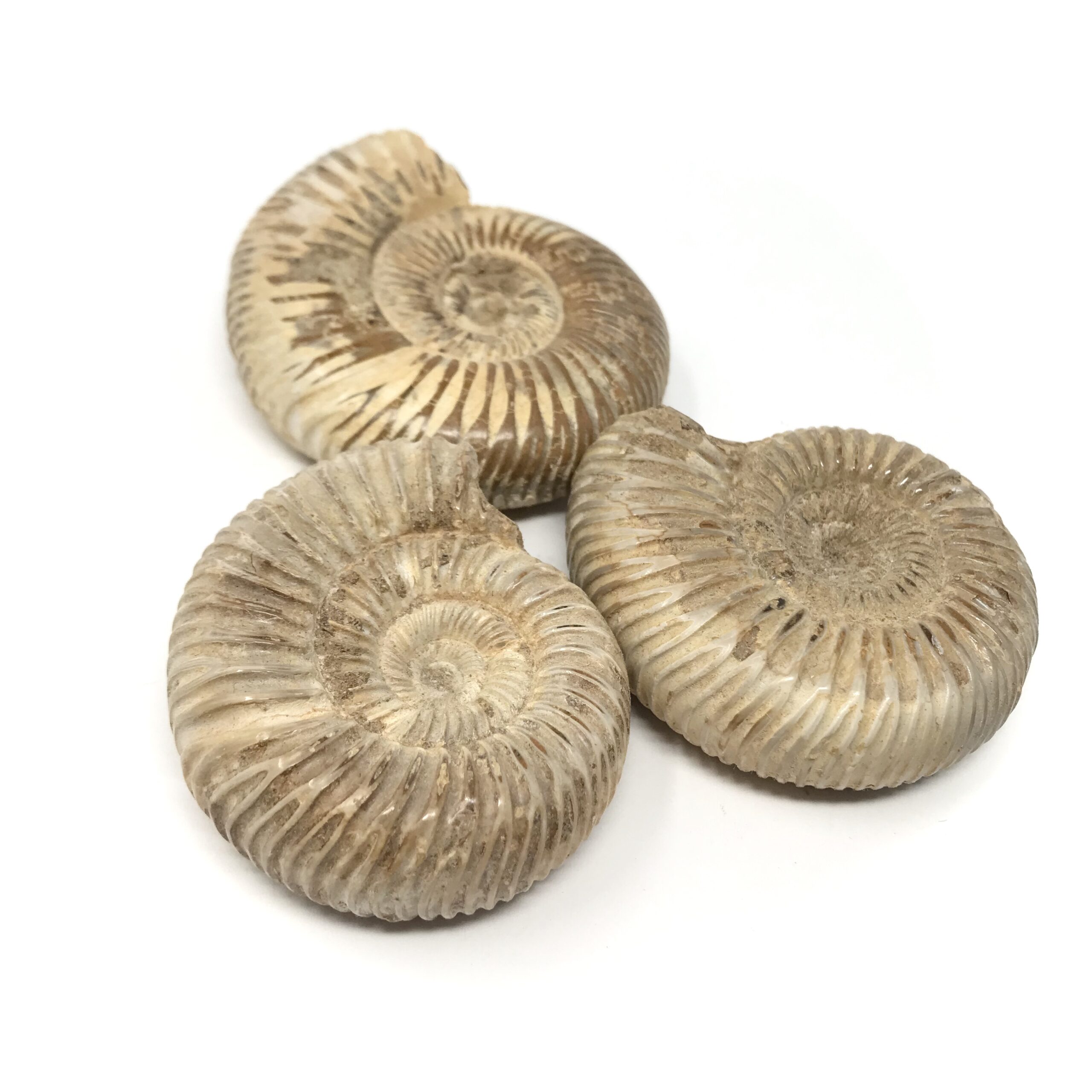 Whole Ammonite Fossil