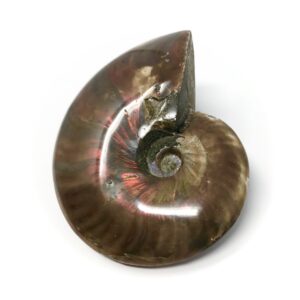 Whole Red Flash Polished Ammonite Fossil