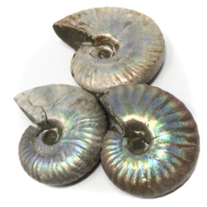 Whole Pearl Ammonite Fossil