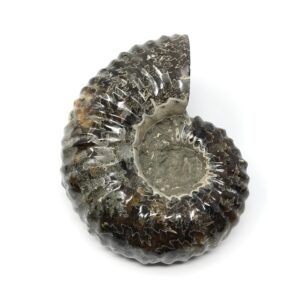 Whole Douvilleiceras "Tractor" Ammonite Fossil