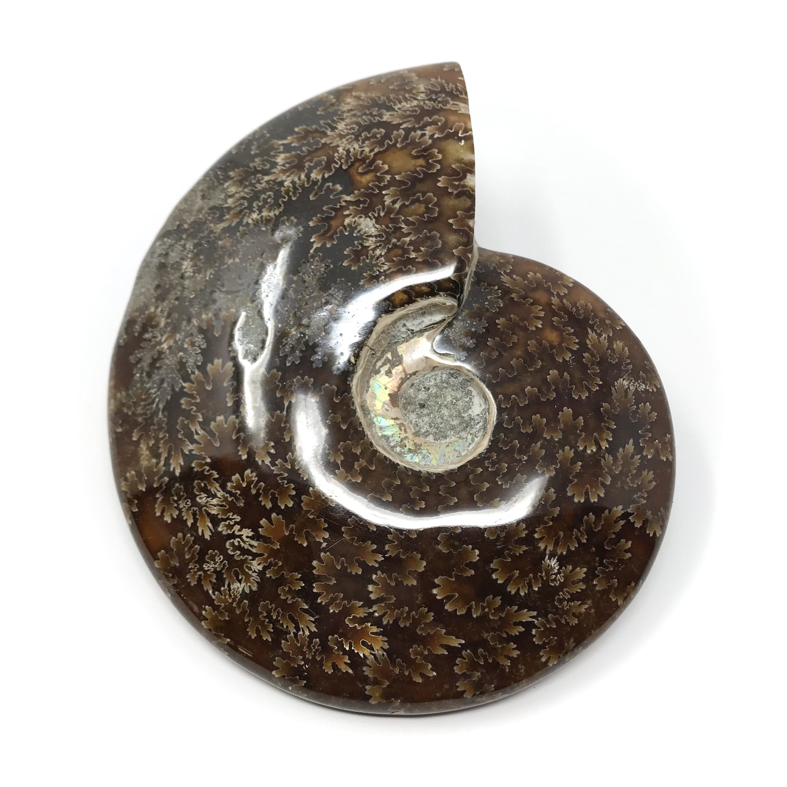 Whole Polished Ammonite Fossil