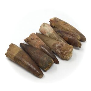 Spinosaurus Tooth Fossil