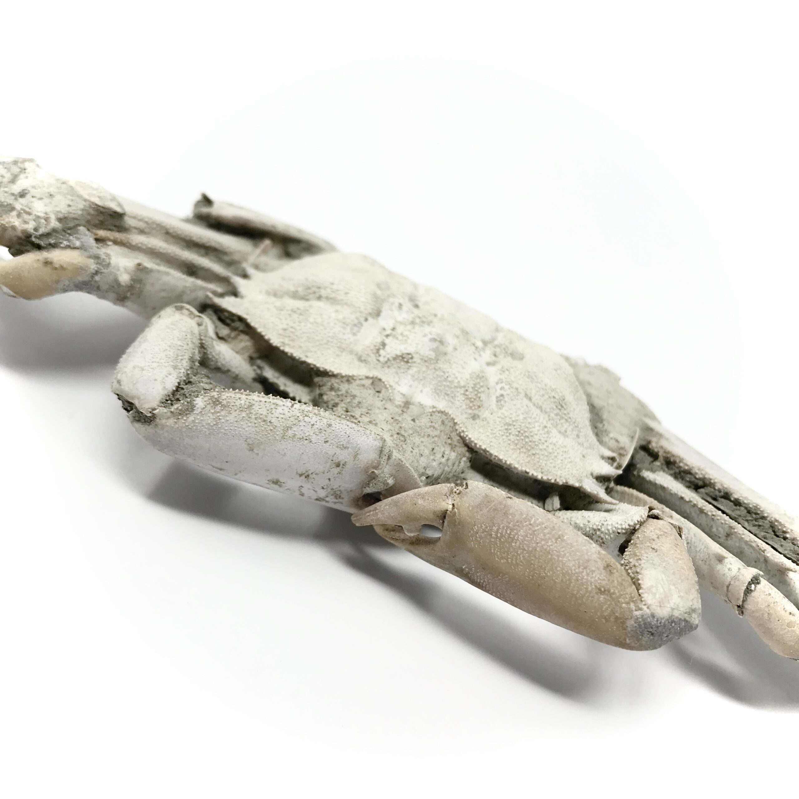 Whole Fossilized Crab