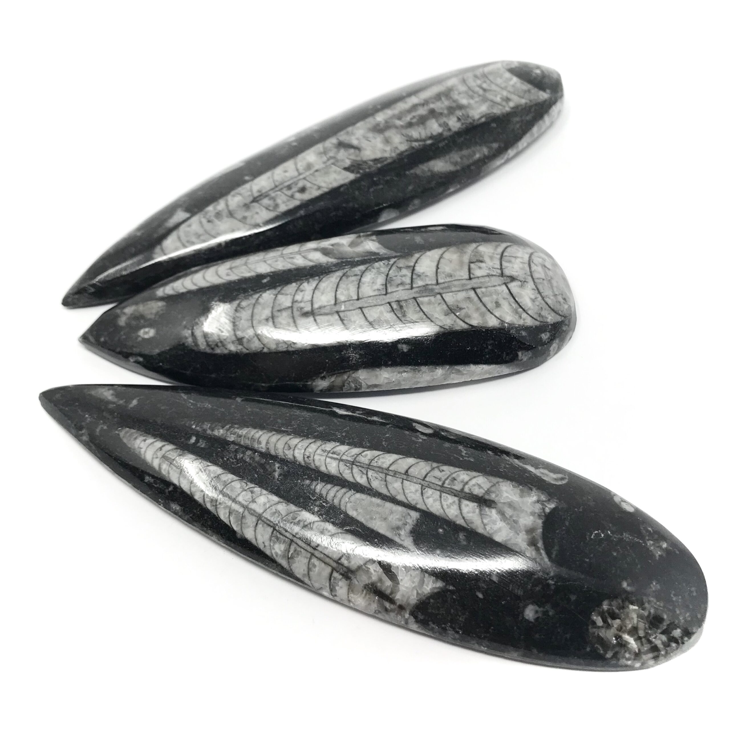 Polished Orthoceras Fossil