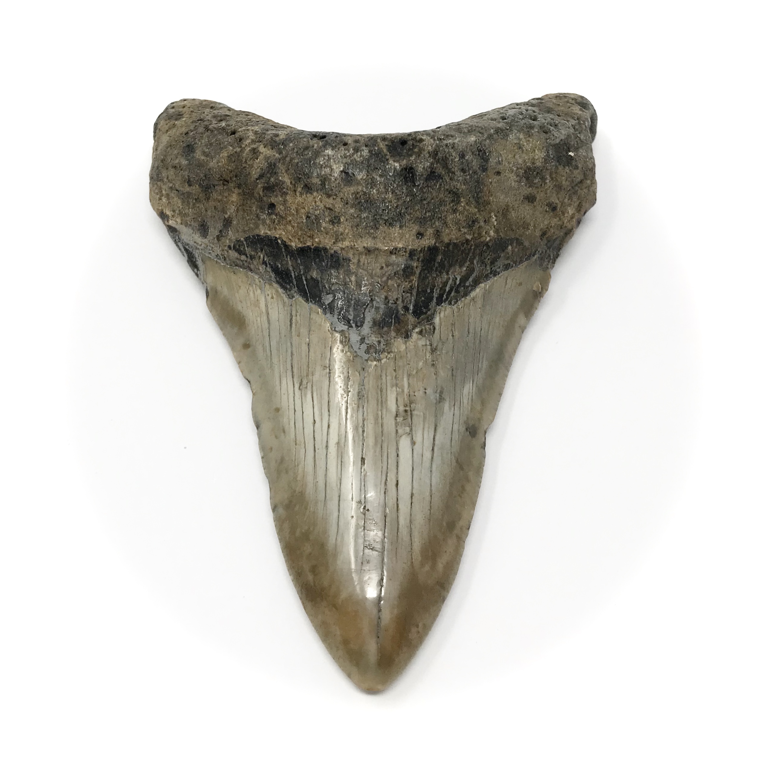 Megalodon Tooth Fossil